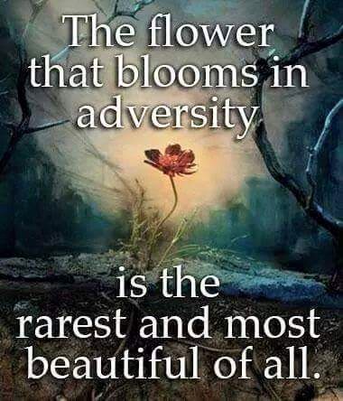 The flower that blooms in adversity