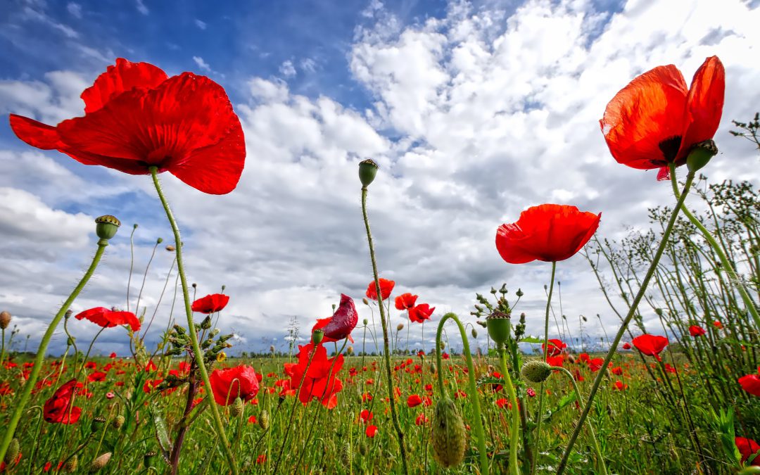 Veld met klaprozen